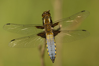 Platbuik (Libellula depressa)