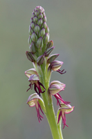 Poppenorchis (Orchis anthropophora)