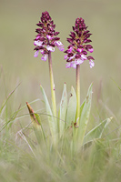 Purperorchis (Orchis purpurea)