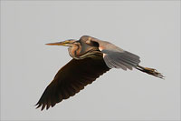 Purperreiger (Ardea purpurea)