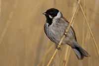 Rietgors (Emberiza schoeniclus)