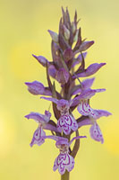 Rietorchis (Dactylorhiza praetermissa)