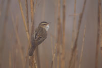 Rietzanger (Acrocephalus schoenobaenus)