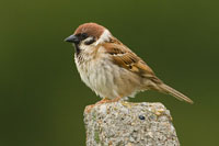 Ringmus (Passer montanus)