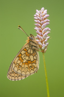 Ringoogparelmoervlinder (Boloria eunomia)