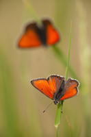 Rode vuurvlinder (Lycaena hippothoe)