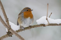 Roodborst (Erithacus rubecula)