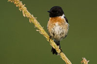 Roodborsttapuit (Saxicola torquata)