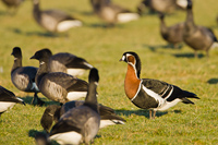 Roodhalsgans (Branta ruficollis)