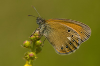 Roodstreephooibeestje (Coenonympha glycerion)