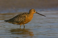 Rosse grutto (Limosa lapponica)