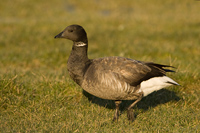 Rotgans (Branta bernicla)