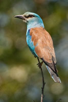 Scharrelaar (Coracias garrulus)