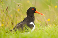 Scholekster (Haematopus ostralegus)