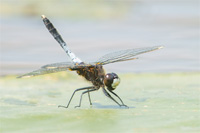 Sierlijke witsnuitlibel (Leucorrhinia caudalis)