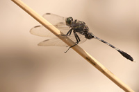 Slanke oeverlibel (Orthetrum sabina)