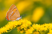 Sleedoornpage (Thecla betulae)