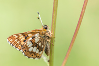 Sleutelbloemvlinder (Hamearis lucina)