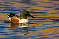 Slobeend (Anas clypeata)