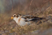 Sneeuwgors (Plectrophenax nivalis)