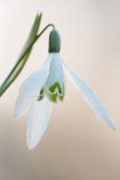 Sneeuwklokje (Galanthus nivalis)