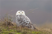 Sneeuwuil (Bubo scandiacus)