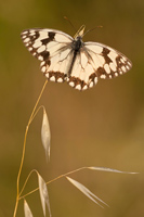 Spaans dambordje (Melanargia lachesis)