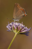 Spaanse eikenpage (Satyrium esculi)