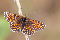 Spaanse parelmoervlinder (Melitaea deione)