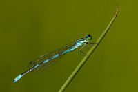 Speerwaterjuffer (Coenagrion hastulatum)