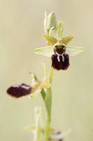 Spinnenorchis (Ophrys sphegodes)