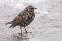 Spreeuw (Sturnus vulgaris)