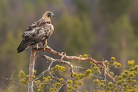 Steenarend (Aquila chrysaetos)