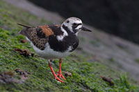 Steenloper (Arenaria interpres)