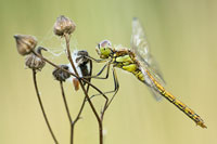 Steenrode heidelibel (Sympetrum vulgatum)