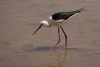 Steltkluut (Himantopus himantopus)