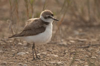 Strandplevier (Charadrius alexandrinus)