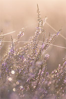 Struikheide (Calluna vulgaris)