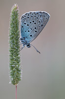 Tijmblauwtje (Phengaris arion)