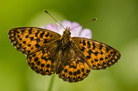 Titania's parelmoervlinder (Boloria titania)