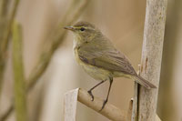 Tjiftjaf (Phylloscopus collybita)