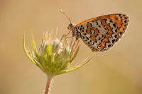 Toortsparelmoervlinder (Melitaea trivia)