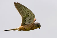 Torenvalk (Falco tinnunculus)