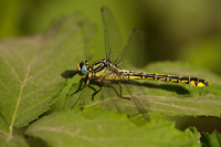 Turkse rombout (Gomphus schneiderii)