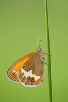 Tweekleurig hooibeestje (Coenonympha arcania)