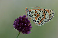 Tweekleurige parelmoervlinder (Melitaea didyma)