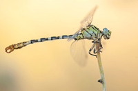 Vale tanglibel (Onychogomphus lefebvrii)