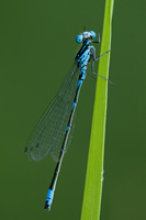 Variabele waterjuffer (Coenagrion pulchellum)