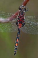 Venwitsnuitlibel (Leucorrhinia dubia)