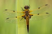 Viervlek (Libellula quadrimaculata)